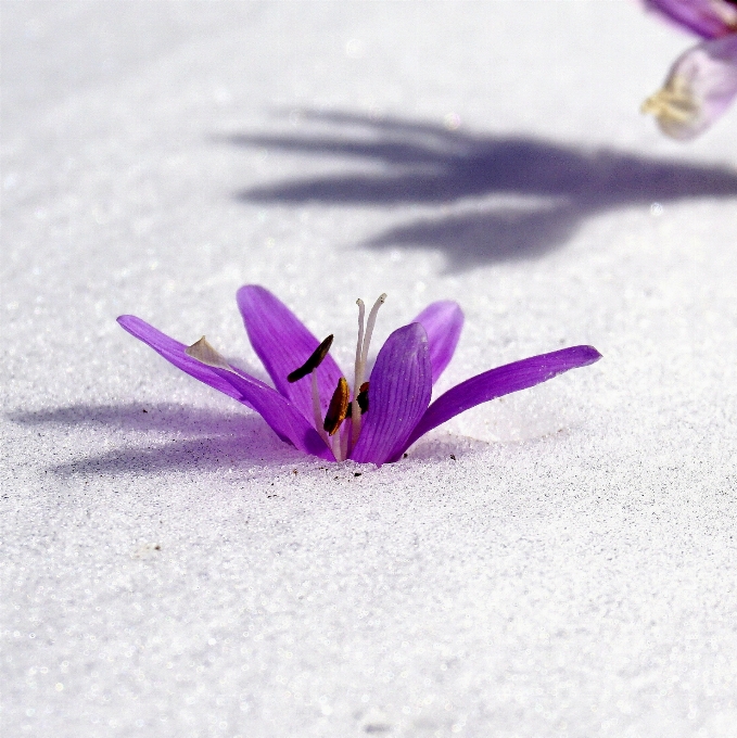 自然 雪 植物 葉