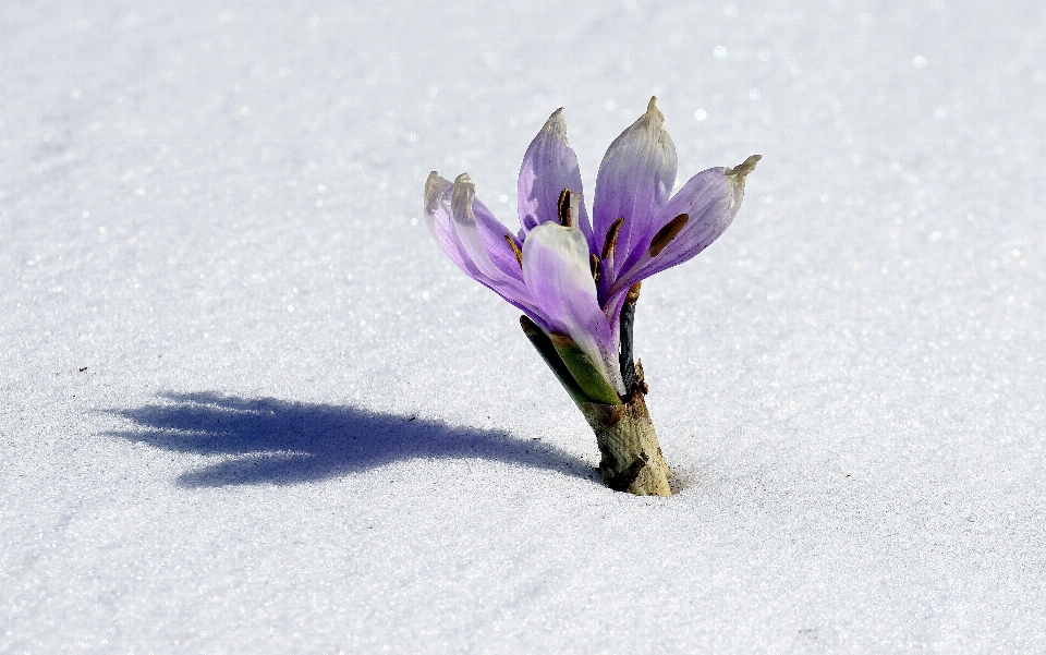 Natura fiore nevicare freddo