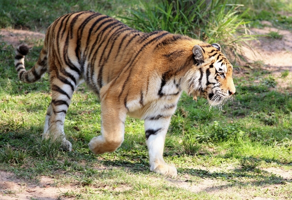 Foto A piedi guardare animali selvatici selvaggio