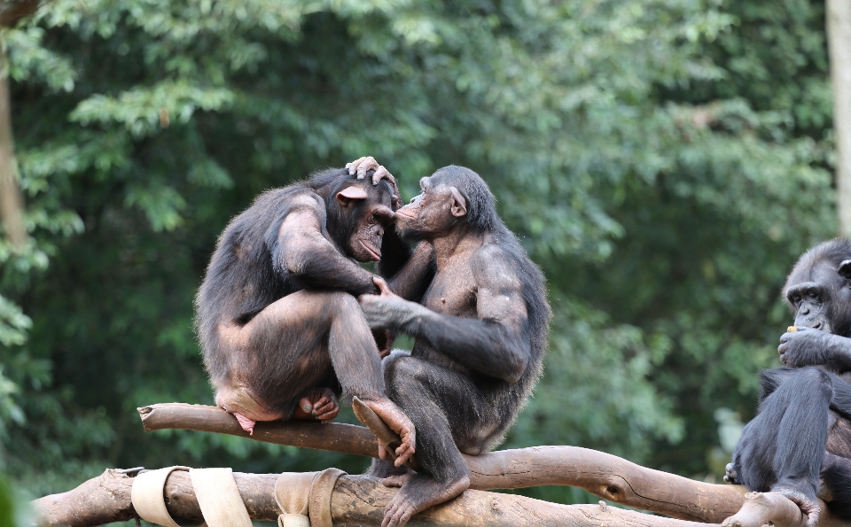 グループ 野生動物 動物園 哺乳類