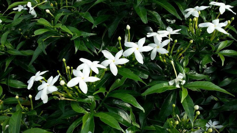 Nature plant white field