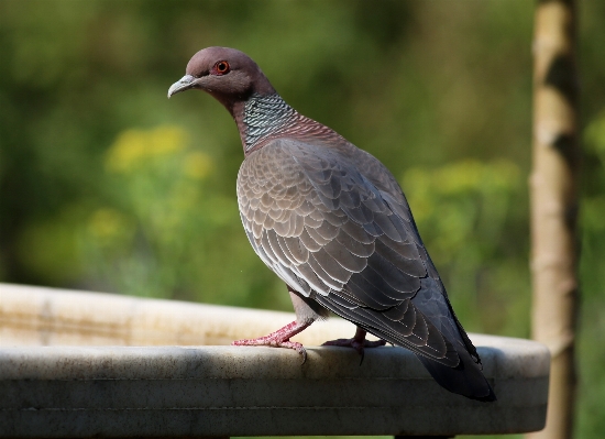 Foto Alam burung sayap margasatwa