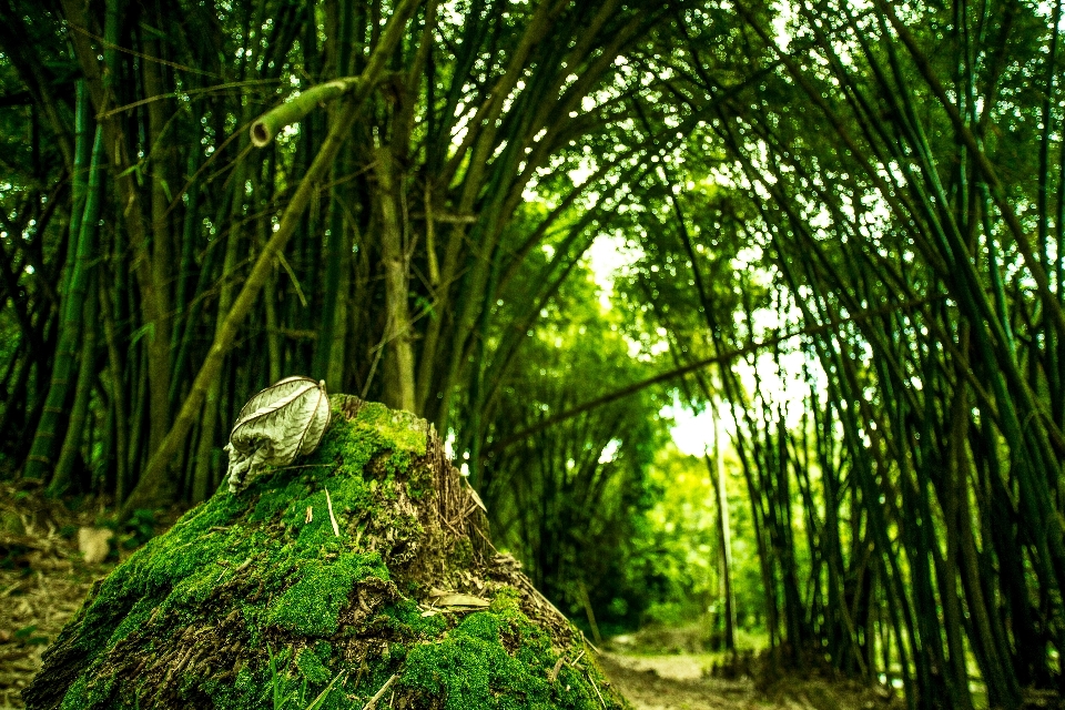 Lanskap pohon alam hutan