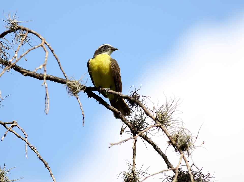 Bifurquer oiseau voler faune