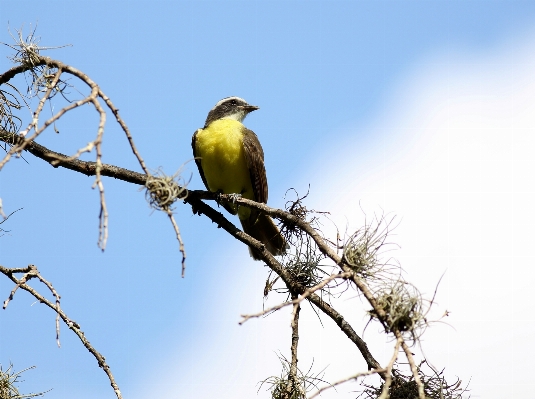 Foto Cabang burung terbang margasatwa