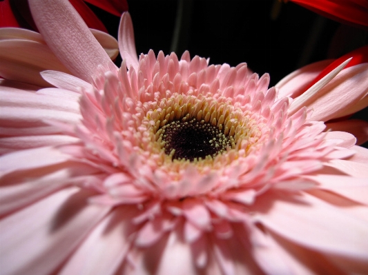 Natur anlage fotografie blume Foto