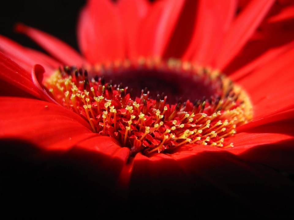 Natura pianta fotografia foglia