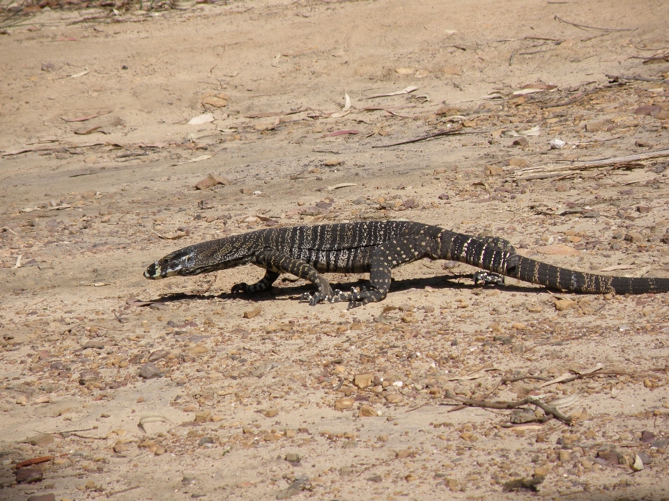 Margasatwa reptil fauna kadal