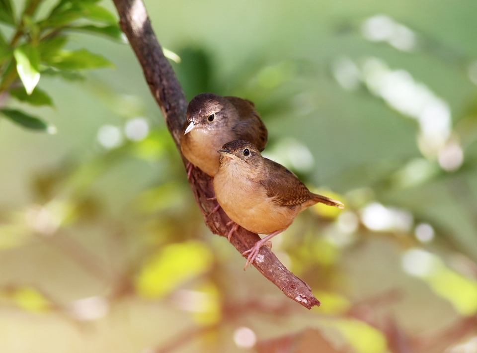 Nature branch bird leaf