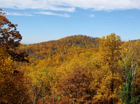 Landscape tree nature forest Photo