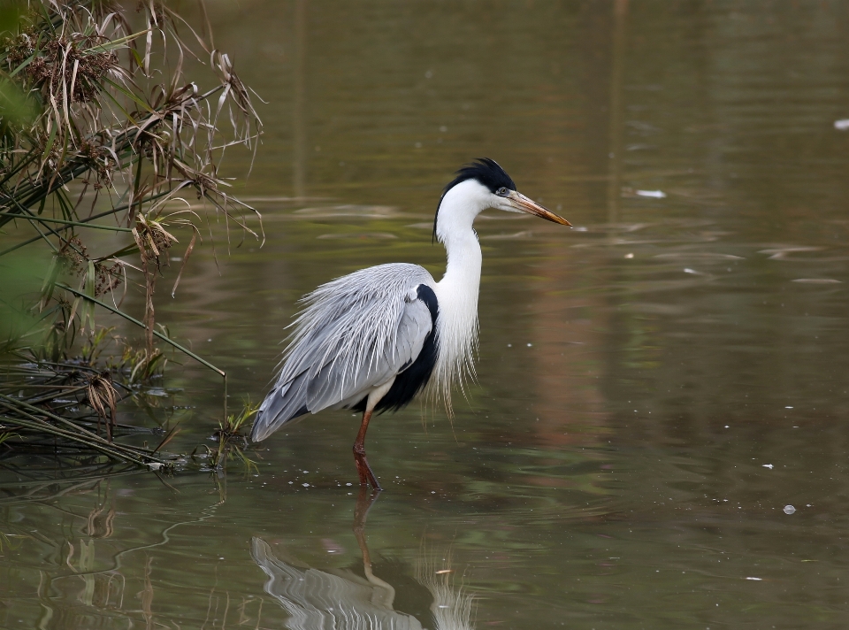 Pájaro ala fauna silvestre salvaje