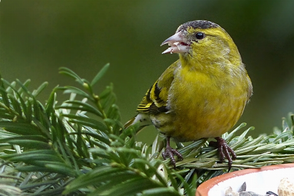 Branch winter bird animal Photo