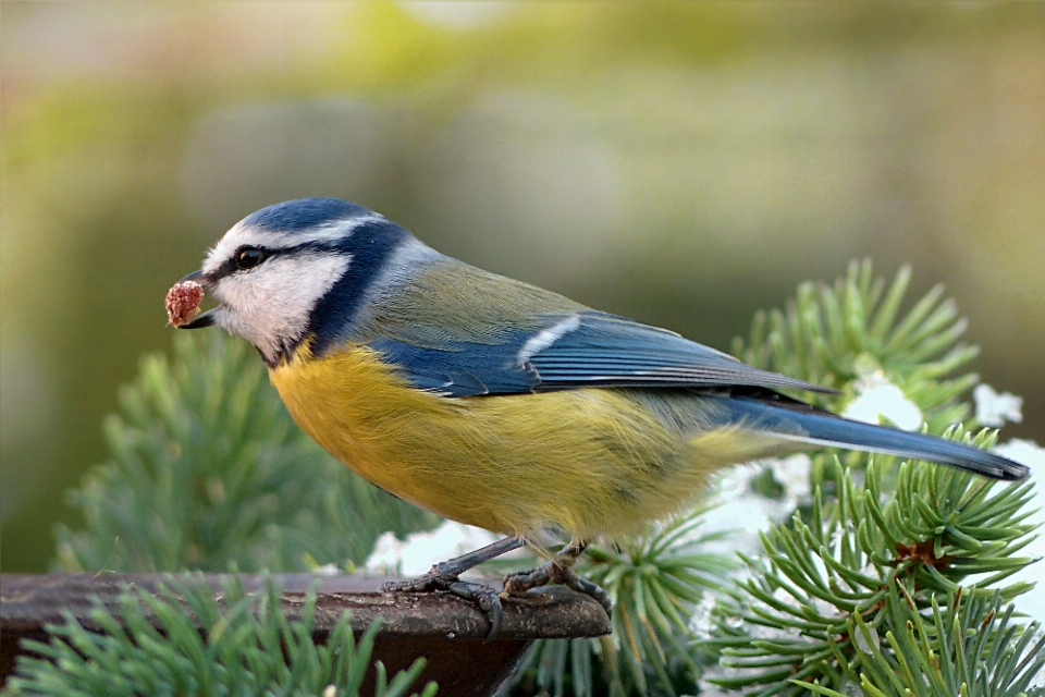 Bifurquer hiver oiseau animal