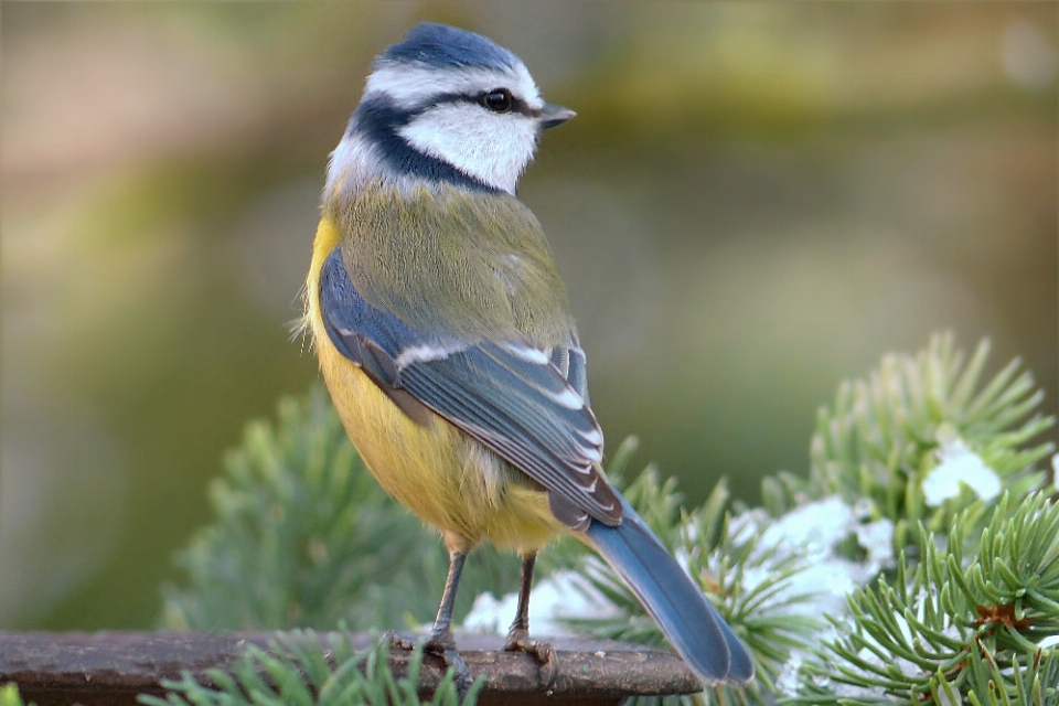 Natura oddział zima ptak