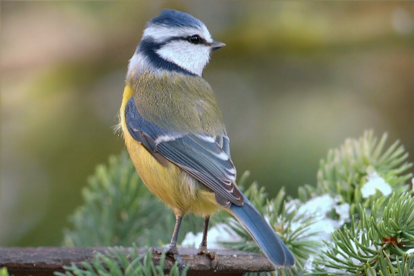 自然 ブランチ 冬 鳥 写真