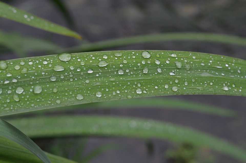 Water nature grass drop