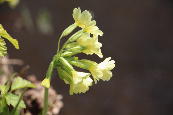 Nature blossom plant leaf Photo