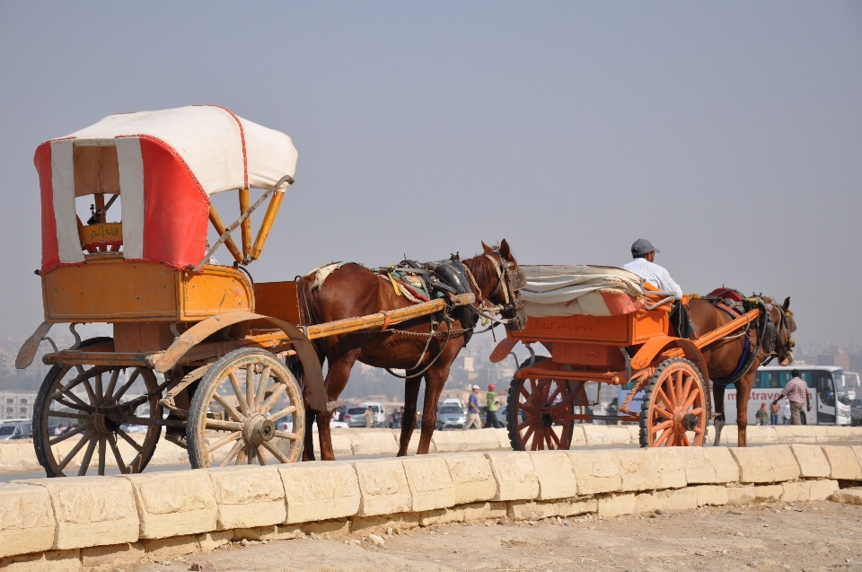 Sand wagen wüste tier