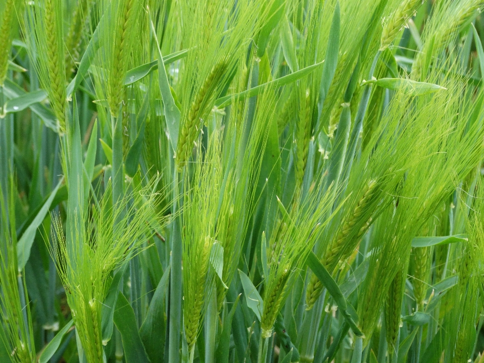 Landscape nature grass light