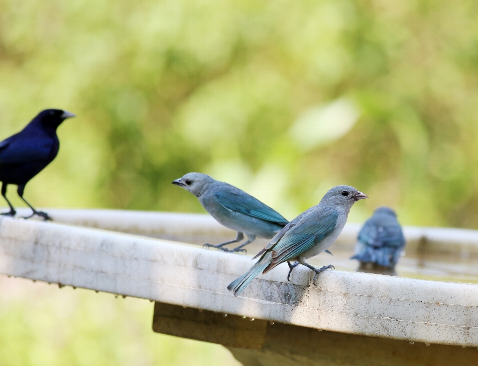 Nature oiseau groupe faune