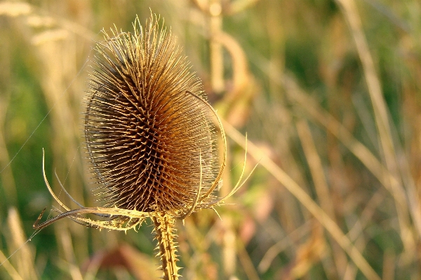 自然 草 植物 分野 写真