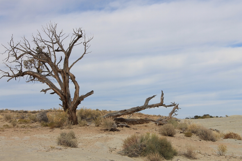 Landscape sea coast tree