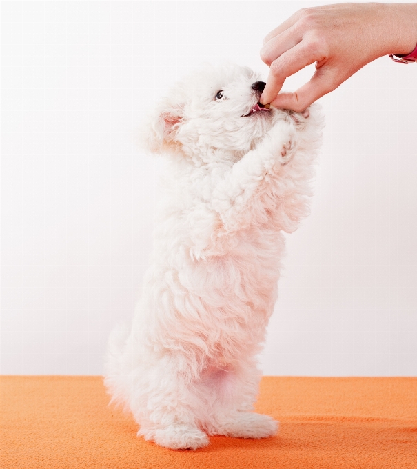 Blanc chiot chien alimentation