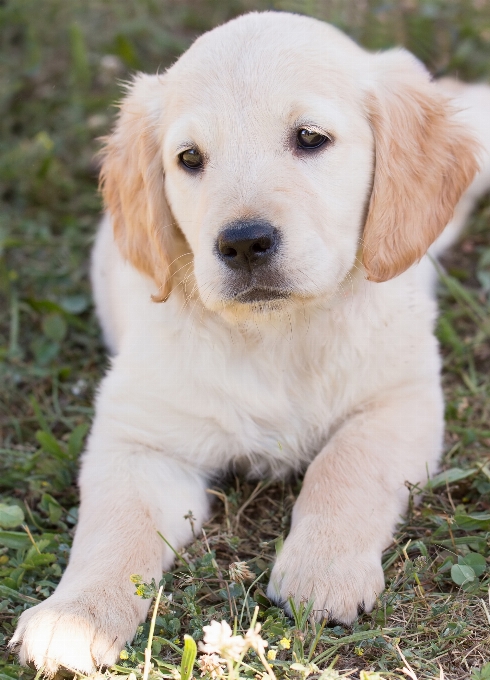 Filhote de cachorro bicho estimação jovem