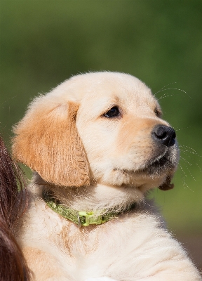 Foto Anak anjing peliharaan muda