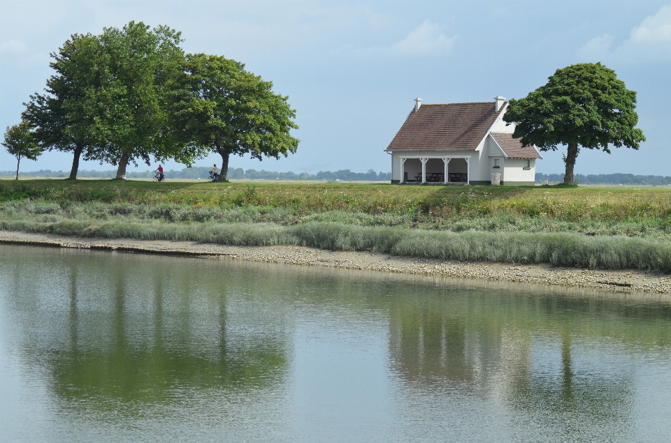 Paysage arbre nature le marais
