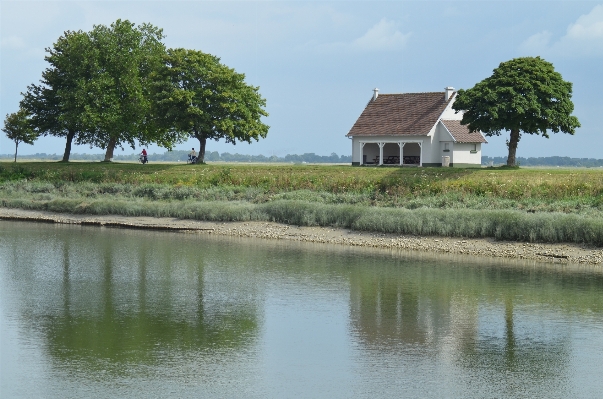 Zdjęcie Krajobraz drzewo natura bagno
