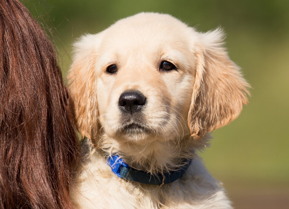 Filhote de cachorro bicho estimação jovem