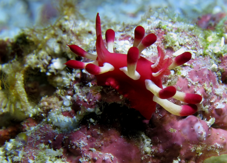 Alam laut bawah air biologi