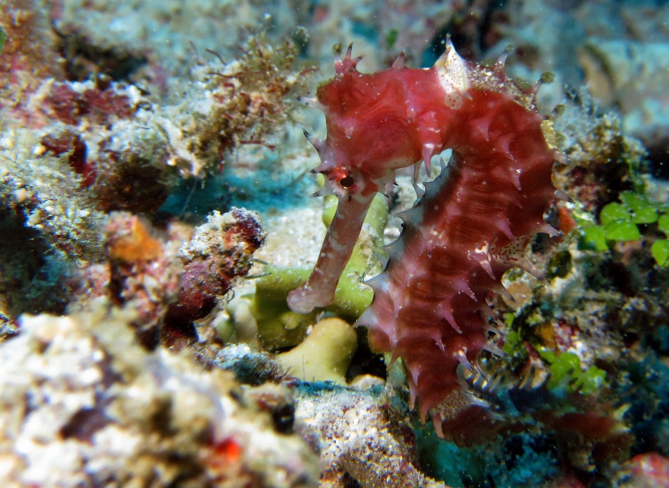 Mergulhando embaixo da agua biologia peixe