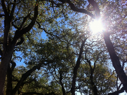 Tree nature forest branch Photo