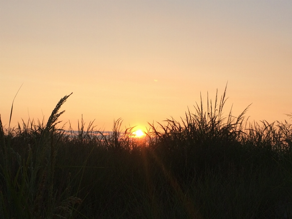 Plaża drzewo natura trawa