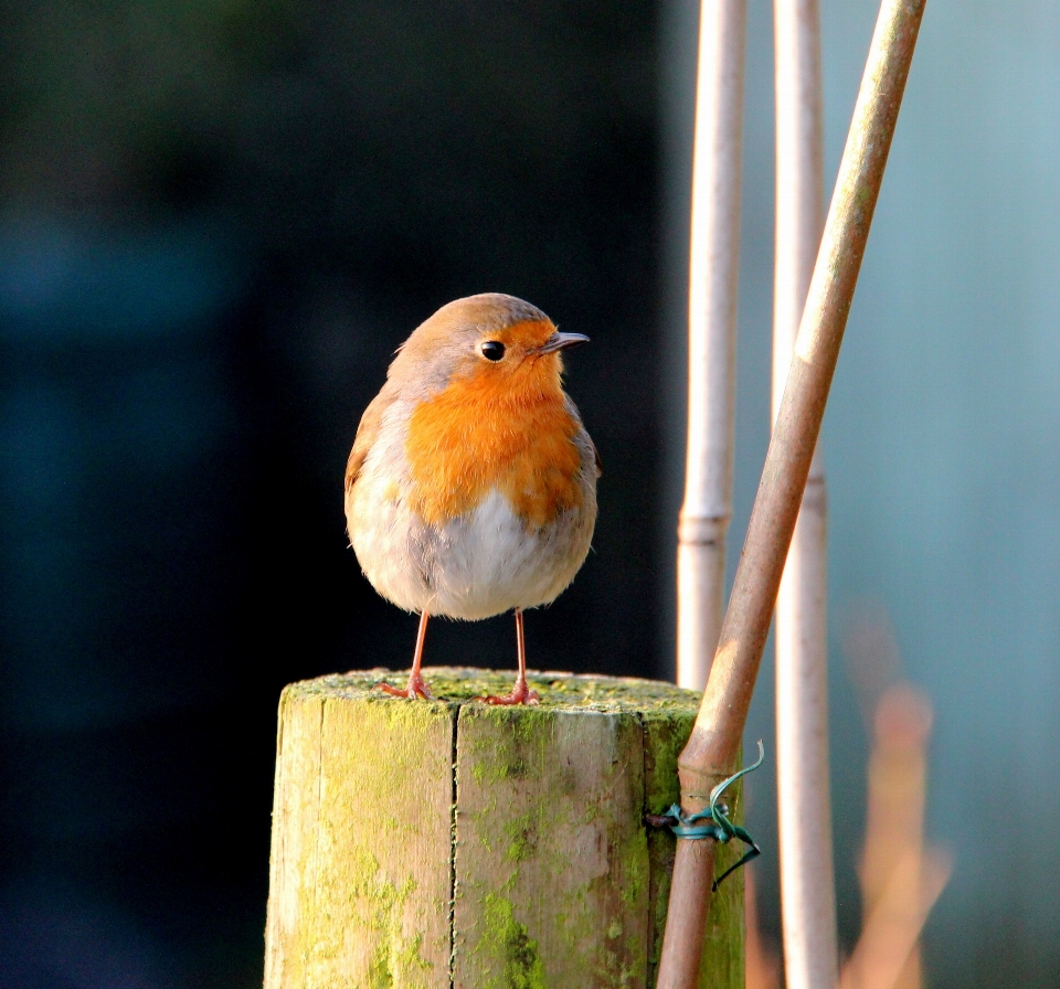 Branch bird wildlife beak