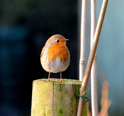 Branch bird wildlife beak Photo