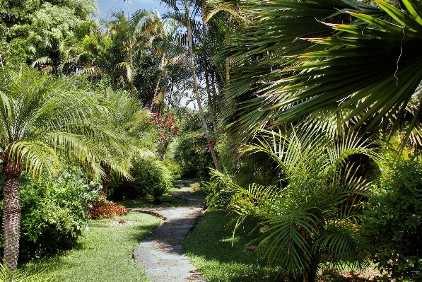 Tree path plant lawn Photo