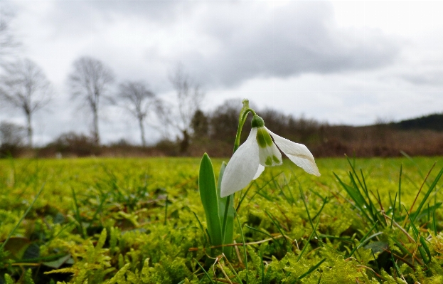 Natur gras anlage feld Foto