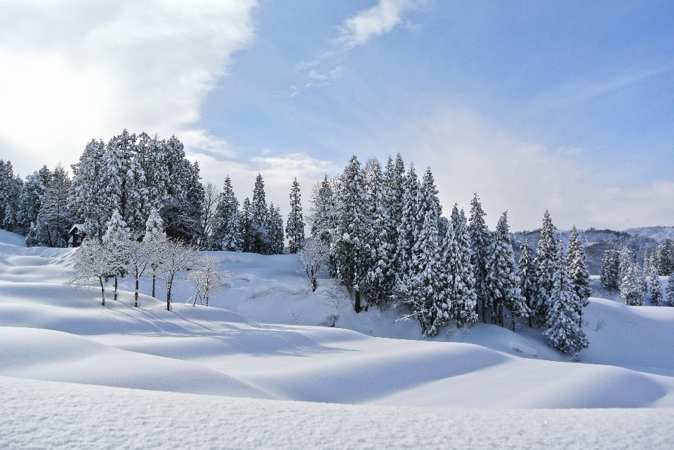 Paysage arbre montagne neige