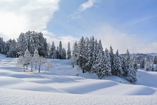 風景 木 山 雪 写真