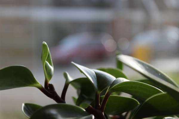 Nature branch blossom growth Photo