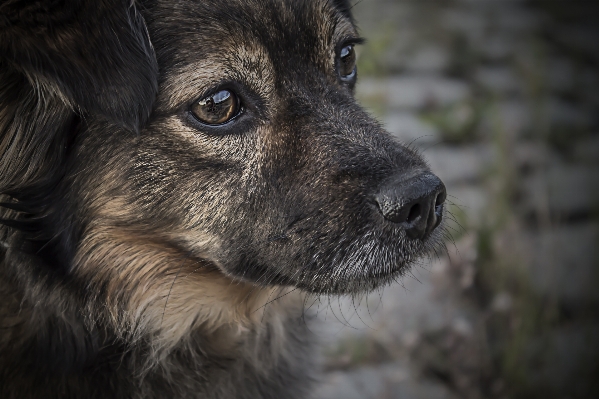 Foto Doce filhote de cachorro bonitinho