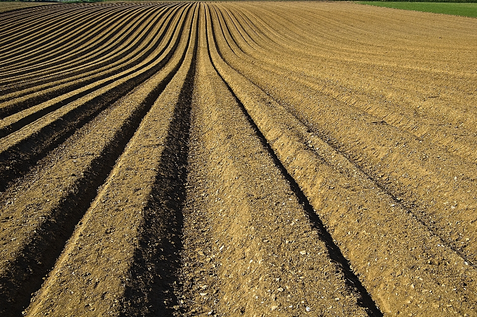 Paysage sable horizon croissance