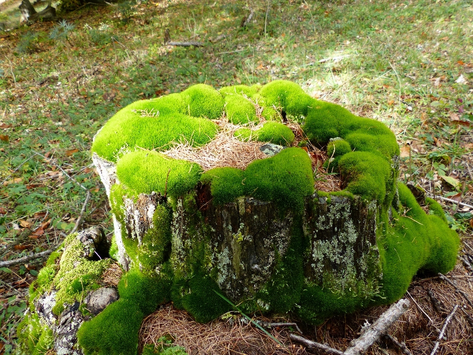 木 自然 森 草