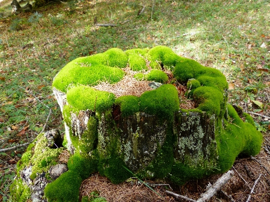 木 自然 森 草 写真