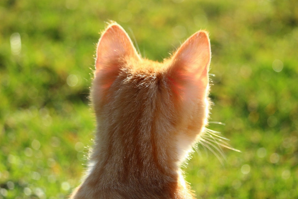 Herbe faune chaton chat