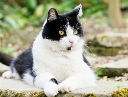 Black and white pet cat mammal Photo