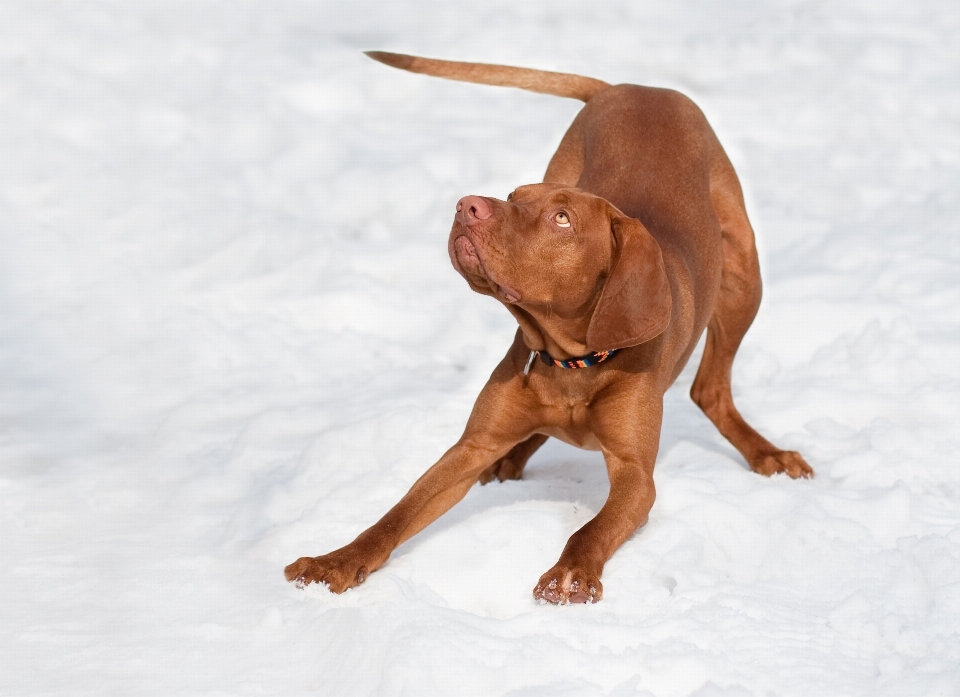 雪 冬 遊ぶ 子犬